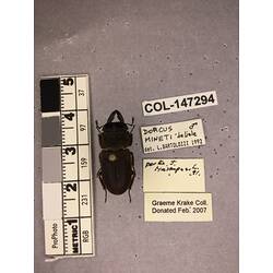 Dorsal view of pinned beetle specimen with labels.