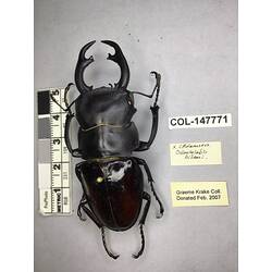 Dorsal view of pinned beetle specimen with labels.