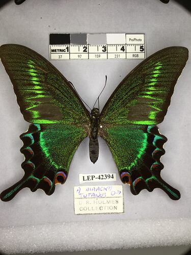 Pinned butterfly specimen beside label.