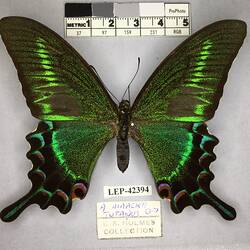 Pinned butterfly specimen beside label.
