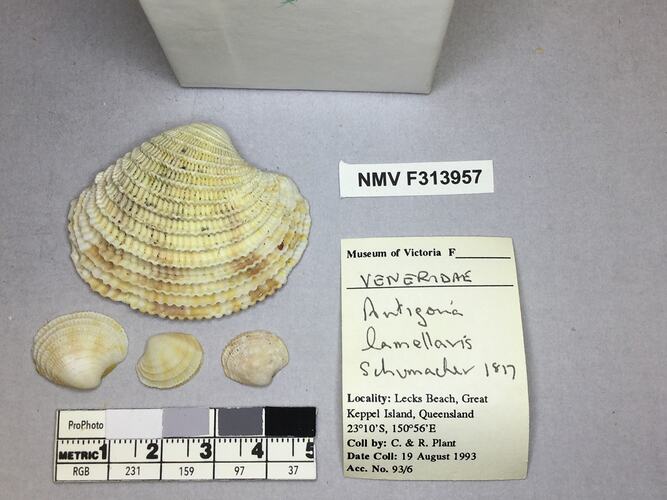 Dry Venus Clam shells beside labels.
