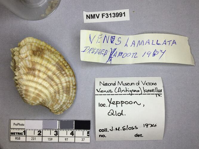 Dry Venus Clam shell beside labels.