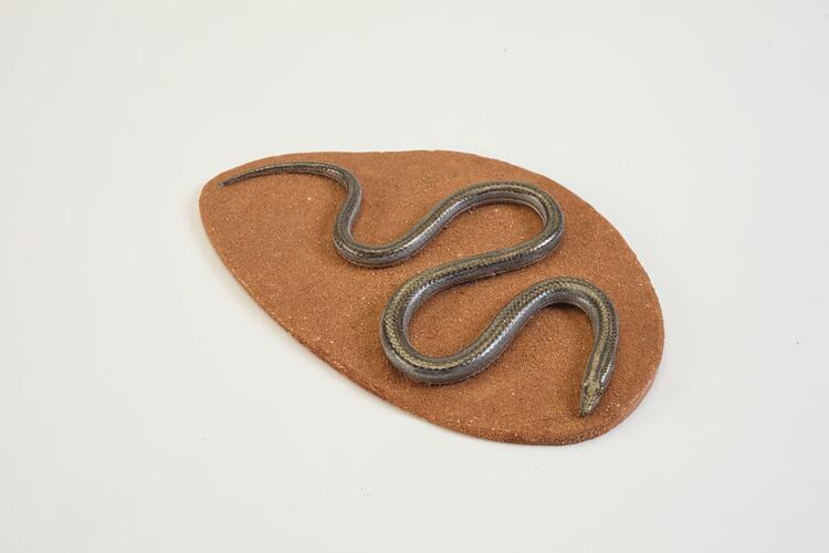 <em>Lialis burtonis</em>, Burton's Snake-lizard, model. [D 69696-1]