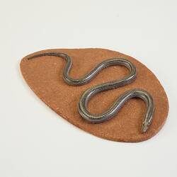 Our Wondrous Planet, Our Wild Family: Cast - Burton's Snake-lizard, <em>Lialis burtonis</em> Gray, 1835