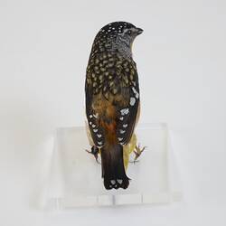 <em>Pardalotus punctatus</em>, Spotted Pardalote. [B 21620]