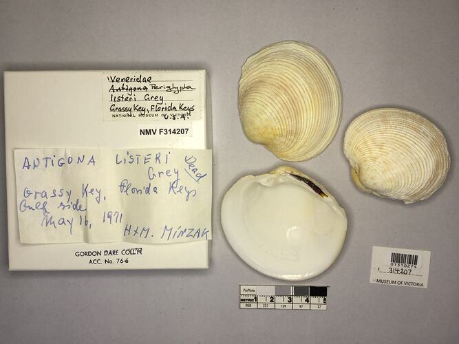 Dry Venus Clam shells beside labels.