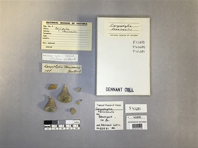 Dry stony coral specimen beside labels.