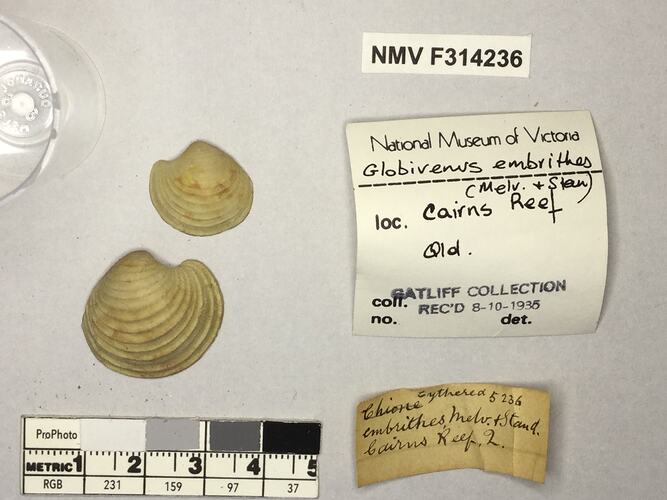Dry Venus Clam shells beside labels.