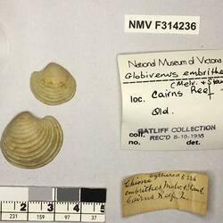 Dry Venus Clam shells beside labels.