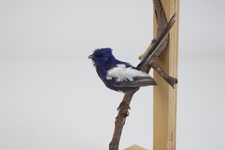 <em>Malurus leucopterus leuconotus</em>, White-winged Fairy-wren. [B 21366]