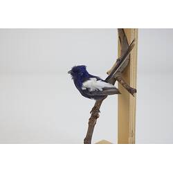 <em>Malurus leucopterus leuconotus</em>, White-winged Fairy-wren. [B 21366]