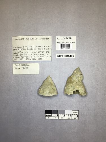 Dry stony coral specimens beside labels.
