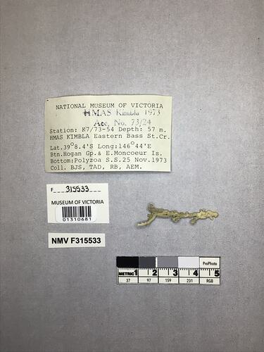 Dry stony coral specimen beside labels.