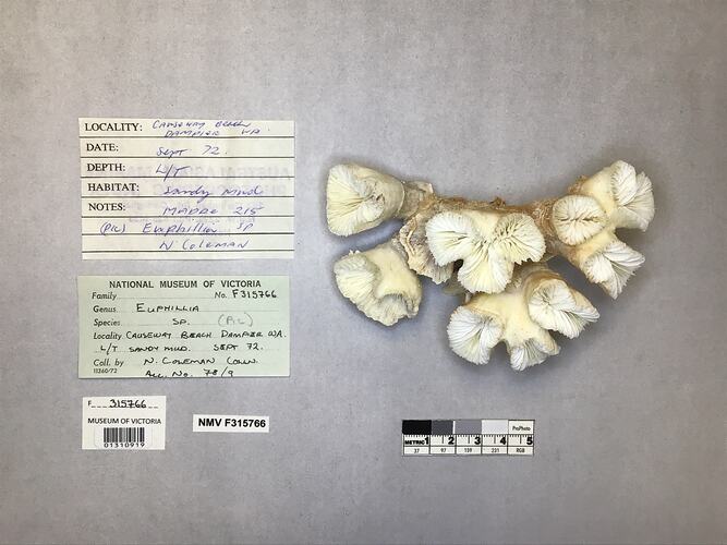 Dry coral specimen beside labels.