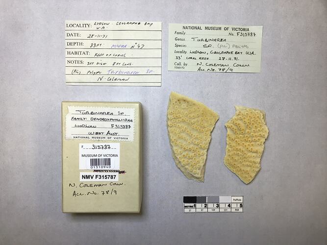 Dry stony coral specimen beside labels.