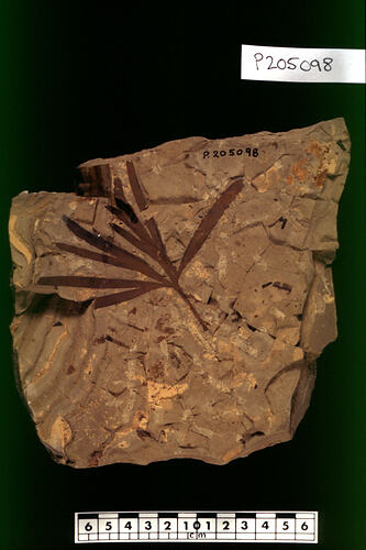 Dark plant fossil on brown-orange rock beside scale bar.