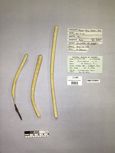 Dry soft coral specimen beside labels.