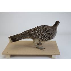 <em>Leipoa ocellata</em>, Malleefowl. [B 21692]