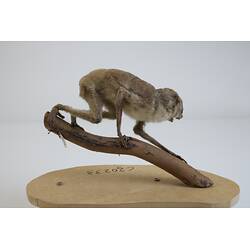 <em>Loris tardigradus</em>, Red Slender Loris. [C 30233]