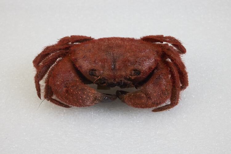 <em>Pilumnus tomentosus</em>, Common Hairy Crab. [J 38956]