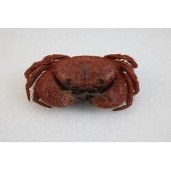 Our Wondrous Planet, Our Wild Family: Dry Specimen - Common Hairy Crab, <em>Pilumnus tomentosus</em> Latreille, 1825