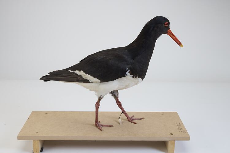 <em>Haematopus longirostris</em>, Pied Oystercatcher. [B 32992]