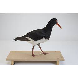 Our Wondrous Planet, Our Wild Family: Taxidermy Mount - Pied Oystercatcher, <em>Haematopus longirostris</em>