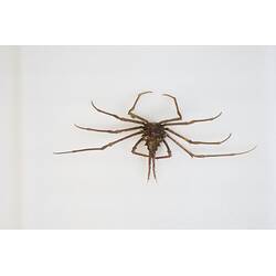 <em>Hyastenus diacanthus</em>, crab. [J 44705]