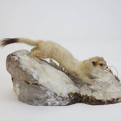 <em>Mustela erminea</em>, Ermine. [C 30004]