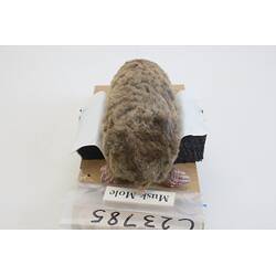 <em>Scaptochirus moschatus</em>, Short-faced Mole. [C 23785]
