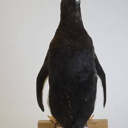 <em>Pygoscelis papua papua</em>, Gentoo Penguin. [B 21020]