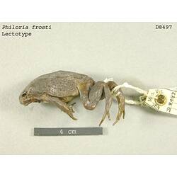 Lateral view of frog specimen with labels.