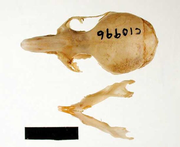 Mouse skull and lower jaws, external surfaces visible.