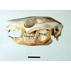 Lateral view of possum skull.