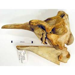 Lateral view of whale skull and jaw.