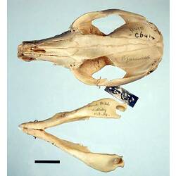 Wallaby upper and lower jaw beside each other, outer surfaces visible.