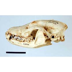Side view of red fox skull.