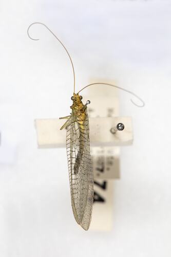 <em>Apertochrysa edwardsi</em>, Green Lacewing. [NEU 874]