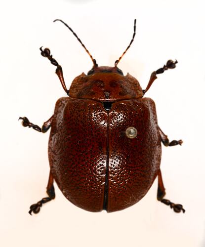 Family Chrysomelidae, leaf beetle. [COL 143693]