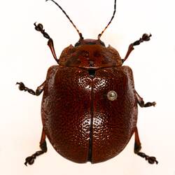Our Wondrous Planet, Our Wild Family: Dry Specimen - Leaf beetle, Chrysomelinae Latreille, 1802