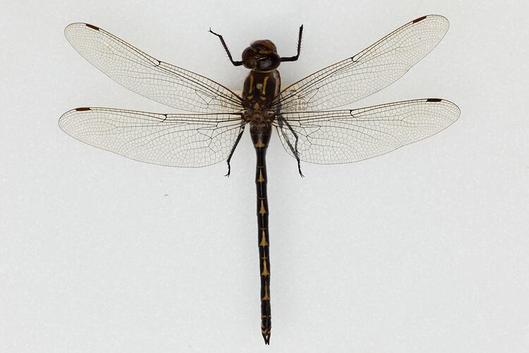 <em>Notoaeschna sagittata</em>, Southern Riffle Darner. [ODO 103]