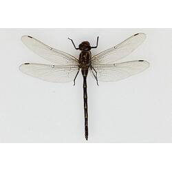 Our Wondrous Planet, Our Wild Family: Dry Specimen - Southern Riffle Darner, <em>Notoaeschna sagittata</em> (Martin, 1901)