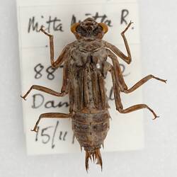 Our Wondrous Planet, Our Wild Family: Dry Specimen - Southern Riffle Darner, <em>Notoaeschna sagittata</em> (Martin, 1901)