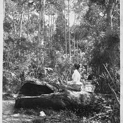 Photograph - by A.J. Campbell, Dandenong Ranges, Victoria, 1893