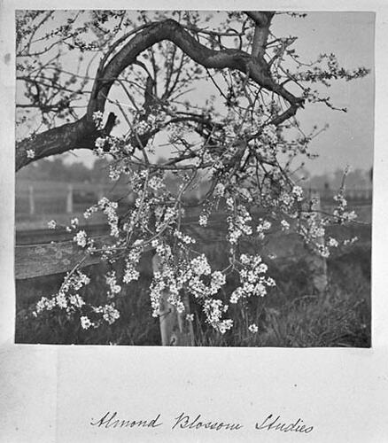 Almond Blossom Studies.