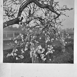 Photograph - 'Almond Blossom Studies', by A.J. Campbell, Toorak, Victoria, circa 1895