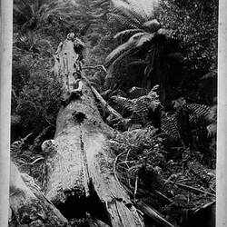 Photograph - 'How Are the Mighty Fallen',  by A.J. Campbell, Dandenong Ranges, Victoria, circa 1900