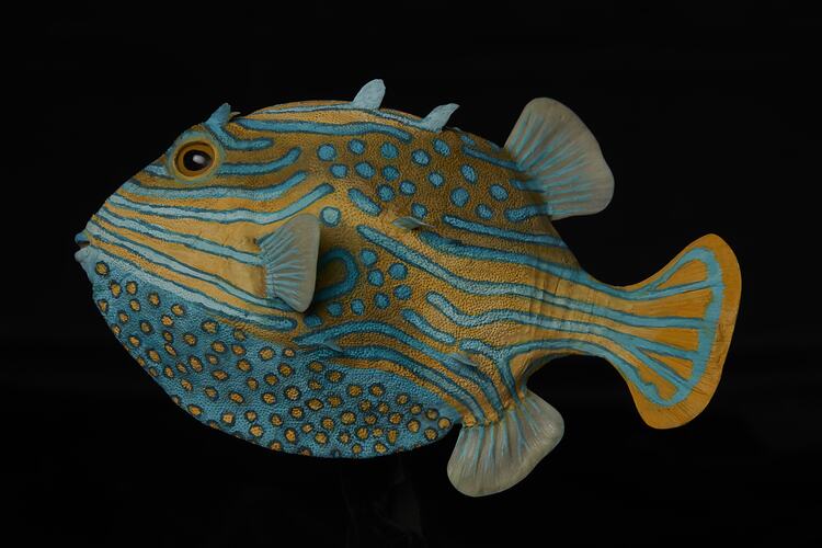 <em>Aracana ornata</em>, Ornate Cowfish. [A 19375]