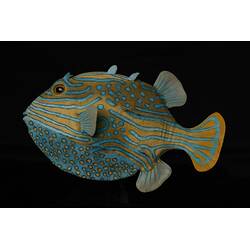 Our Wondrous Planet, Our Wild Family: Dry Specimen - Ornate Cowfish, <em>Aracana ornata</em> (Gray, 1838)