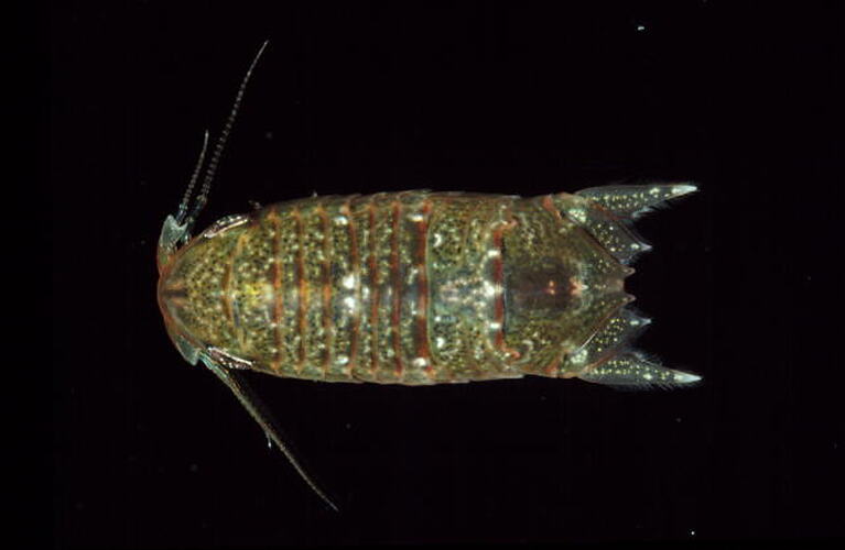 Dorsal view of isopod specimen.